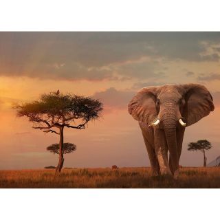 Puzzle Elefant In Masai Mara, 1000 Piese